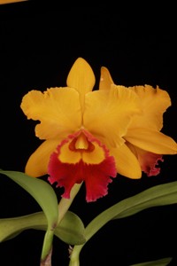 Blc. Chunyeah Huntington's Sunset AM 81 pts.